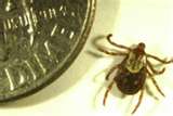 tick fully engorged